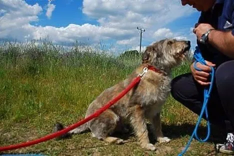 BROS - piękny kudłacz prosi o kochający dom!,  Kun