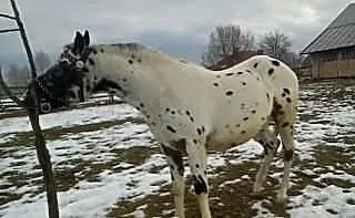 Sprzedam wałacha