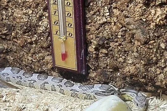 Sprzedam węża zbożowego, Podlaskie, Szumowo