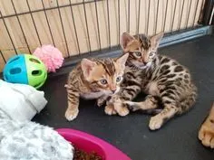 Koty Bengalskie kocieta.. e-mail z aktualizacjami {{patrycjapolaczek693@gmail.com}}