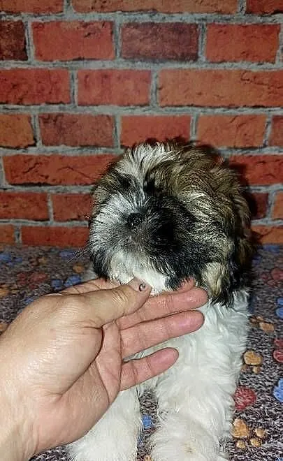 Shih-tzu, Pomorskie, Wilki