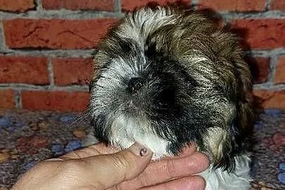 Shih-tzu, Pomorskie, Wilki