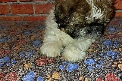 Shih-tzu, Pomorskie, Wilki