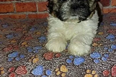 Shih-tzu, Pomorskie, Wilki