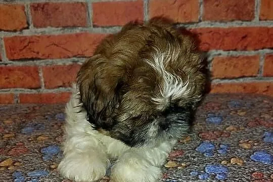 Shih-tzu, Pomorskie, Wilki