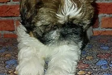 Shih-tzu, Pomorskie, Wilki