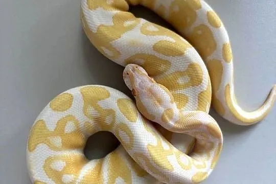 Pyton królewski albino