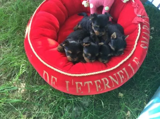Yorkshire Terrier maly York rodowód FCI / ZKwP email  : {{biancalaura905@gmail.com}}, , Wrocławice