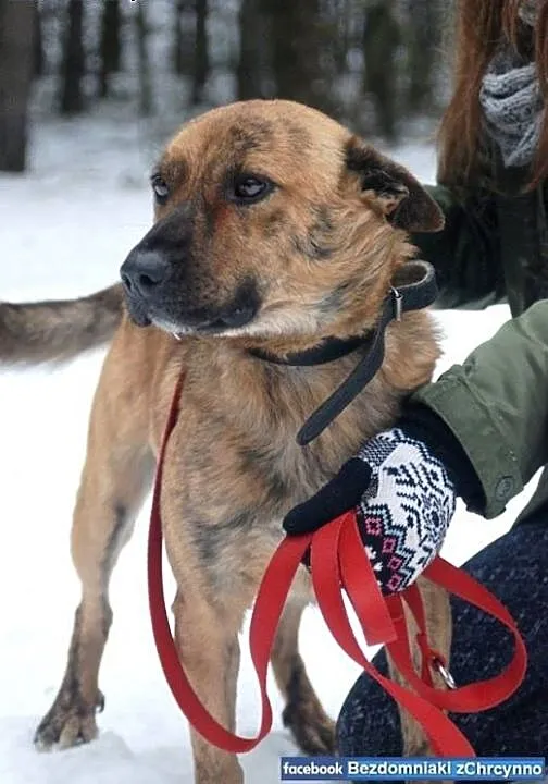 Do adopcji, mazowieckie Nasielsk