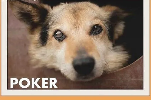 POKER,psi senor,sredni,łagodny,spokojny piesek.ADOPCJA,  dolnośląskie Wrocław