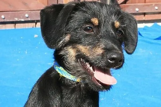 KOKO - 5 kg mikro sunia szuka kochającego domu!,  mazowieckie Warszawa