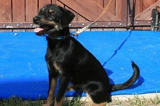 KOKO - 5 kg mikro sunia szuka kochającego domu!,  
