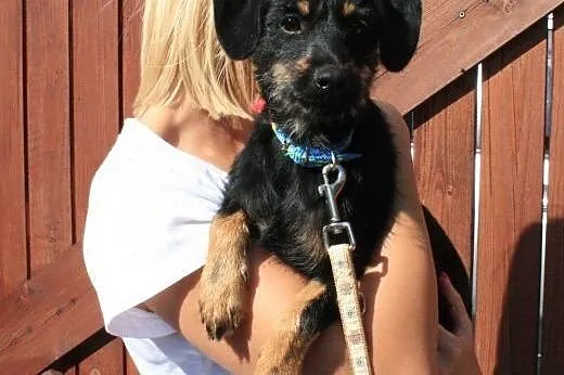 KOKO - 5 kg mikro sunia szuka kochającego domu!,  