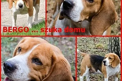 Bergo szuka domu! ,  Beagle cała Polska