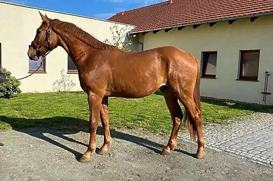 Doskonałe sportowe pochodzenie 2019 POKER DE MARIPOSA x CRISTALLO II, , 