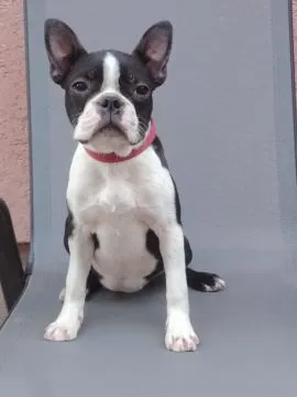 Boston terrier Piękne zarejestrowane suczka na sprzedaż, Mazowieckie, Warszawa