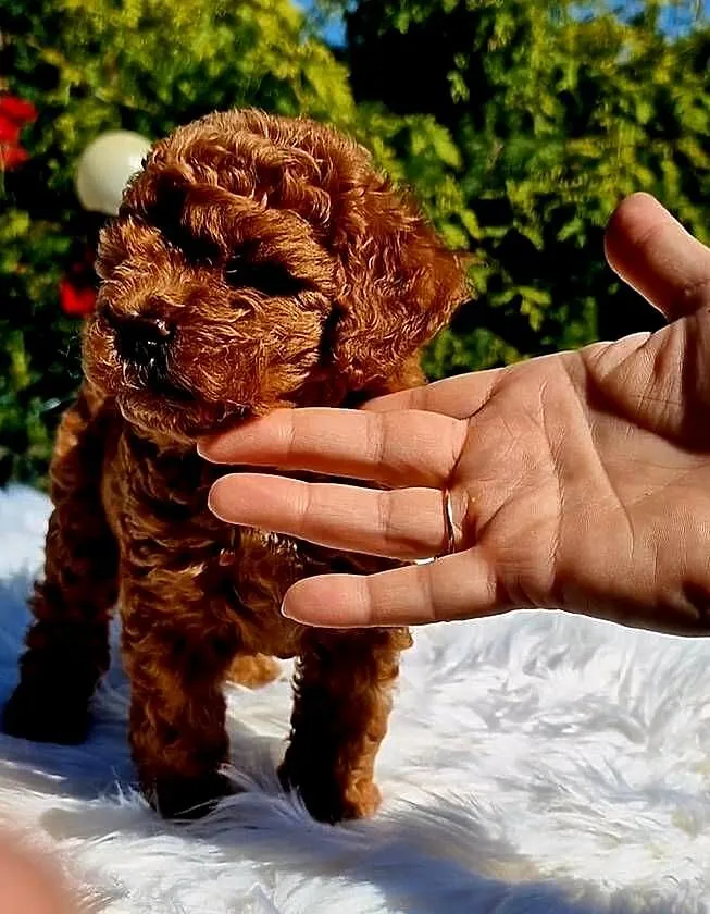 Pudel Mała Miniatura Na Pograniczu Pudla TOY Czerwone Red, Kujawsko-pomorskie, Grudziądz