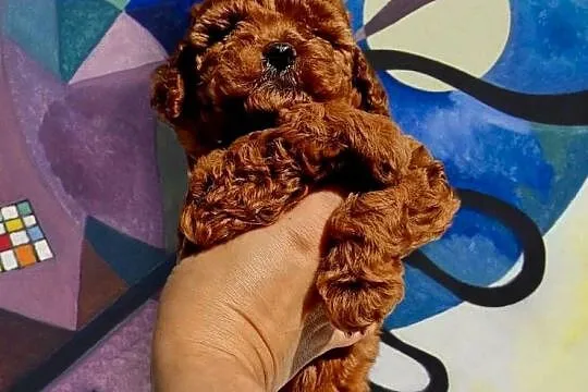 Pudel Mała Miniatura Na Pograniczu Pudla TOY Czerwone Red, Kujawsko-pomorskie, Grudziądz