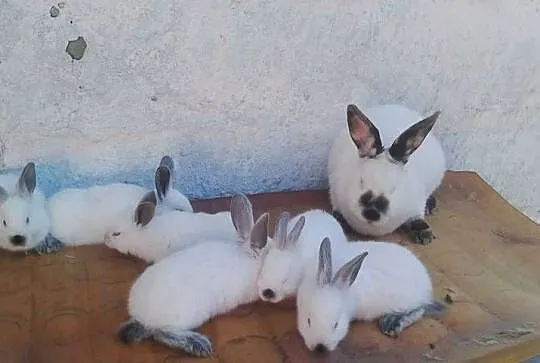 Samica Kalifornia+6 młodych