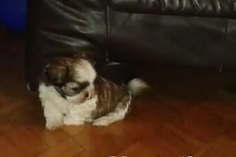 Shih Tzu piesek