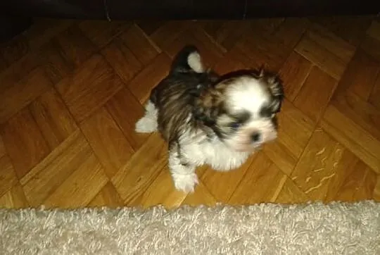 Shih Tzu piesek