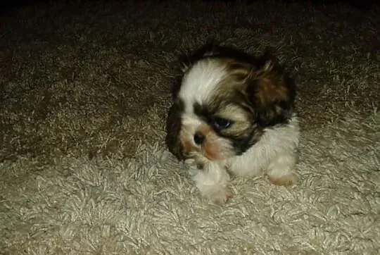 Shih Tzu piesek