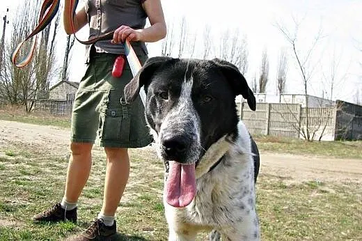 Keks piesek w typie wyżła marzy o kochającym domku adoptuj go,  Kundelki cała Polska