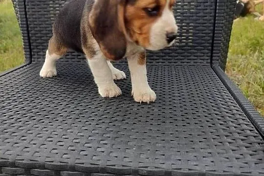 Beagle śliczne szceniaki