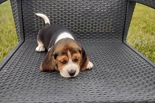 Beagle śliczne szceniaki, Kujawsko-pomorskie, Kruszyn