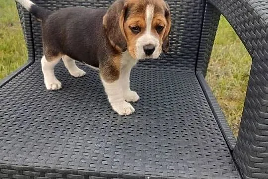 Beagle śliczne szceniaki, Kujawsko-pomorskie, Kruszyn