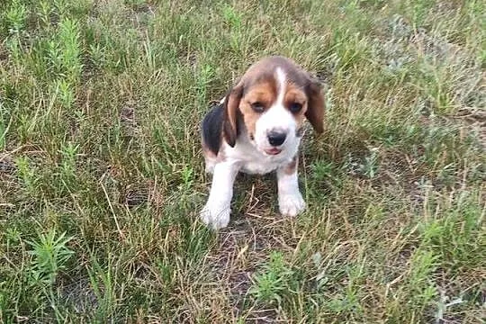 Beagle śliczne szceniaki, Kujawsko-pomorskie, Kruszyn
