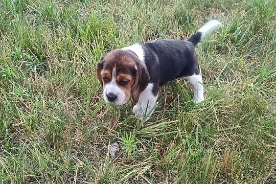 Beagle śliczne szceniaki, Kujawsko-pomorskie, Kruszyn