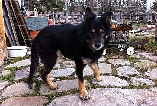 Kazik nadal szuka domu.., Pozostałe rasy cała Pol