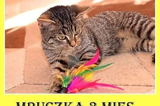 3 mies.kociczka z domu tymczasowego,tulaśna,rozmru