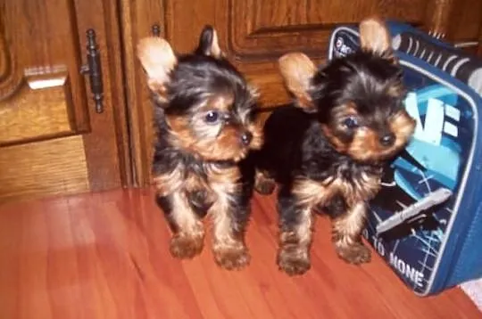 Yorki
