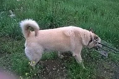 Pogodny, biszkoptowy Zeus, przyjazny pies szuka do