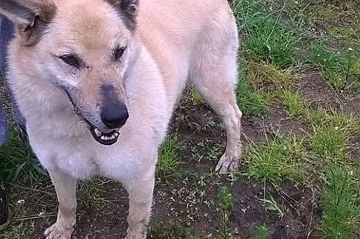 Pogodny, biszkoptowy Zeus, przyjazny pies szuka do
