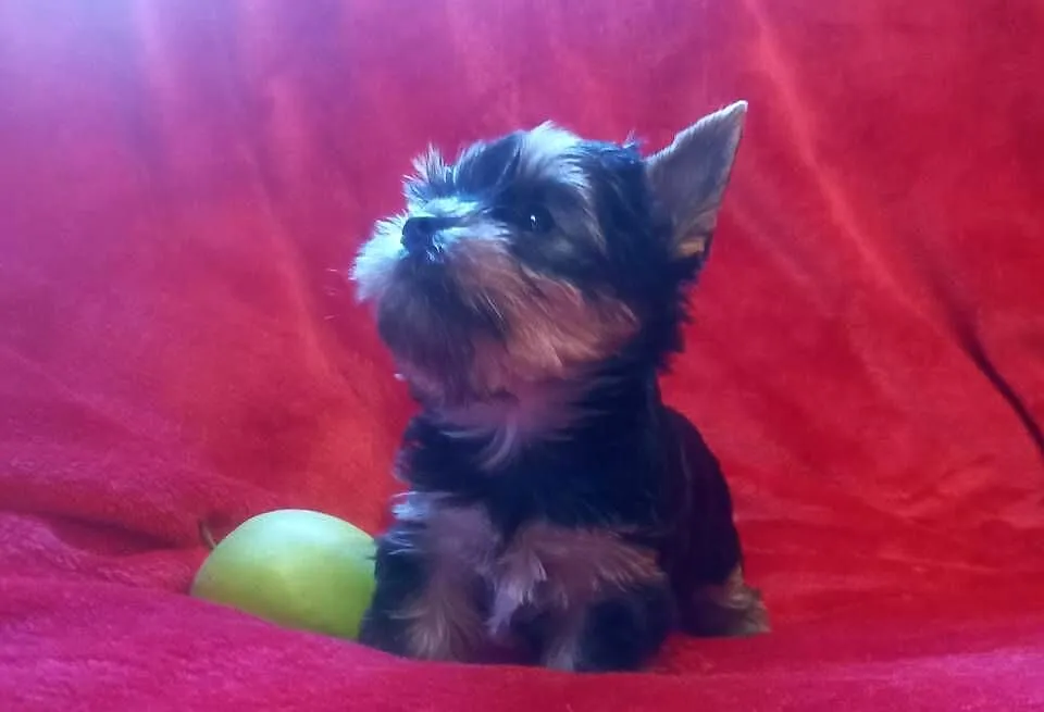 Yorkshire Terrier prześliczna suczka, Lubelskie, Lublin