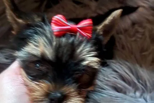 Yorkshire Terrier prześliczna suczka, Lubelskie, Lublin
