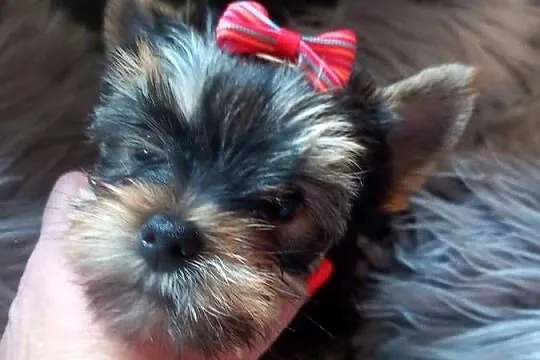 Yorkshire Terrier prześliczna suczka, Lubelskie, Lublin