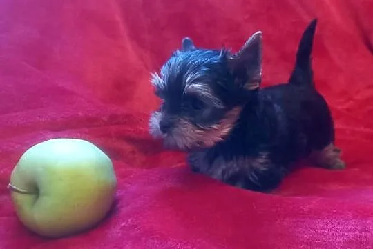 Yorkshire Terrier prześliczna suczka, Lubelskie, Lublin
