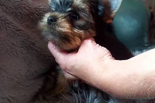 Yorkshire Terrier prześliczna suczka, Lubelskie, Lublin