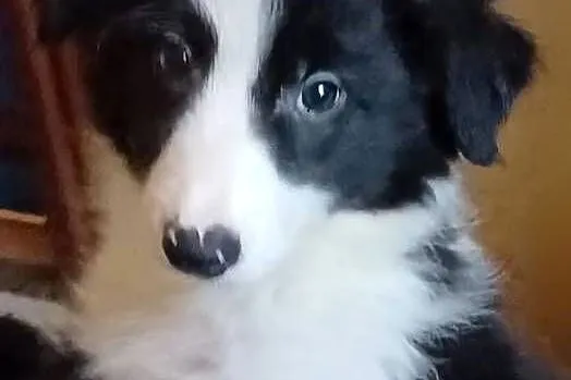 Figa sunia Border Collie, Łódzkie, Łódź