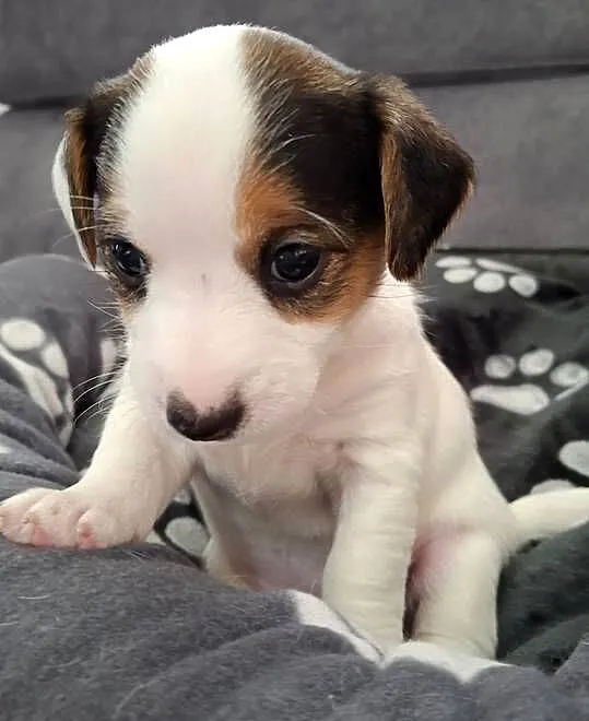 Jack Russell Terrier, Lubelskie, Łuków