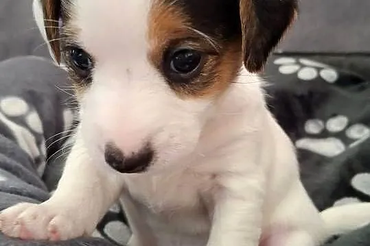 Jack Russell Terrier, Lubelskie, Łuków