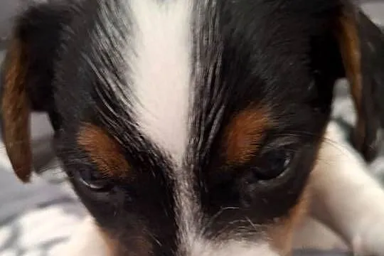 Jack Russell Terrier, Lubelskie, Łuków