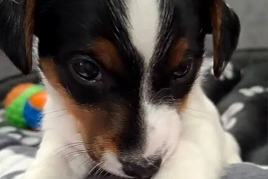 Jack Russell Terrier, Lubelskie, Łuków