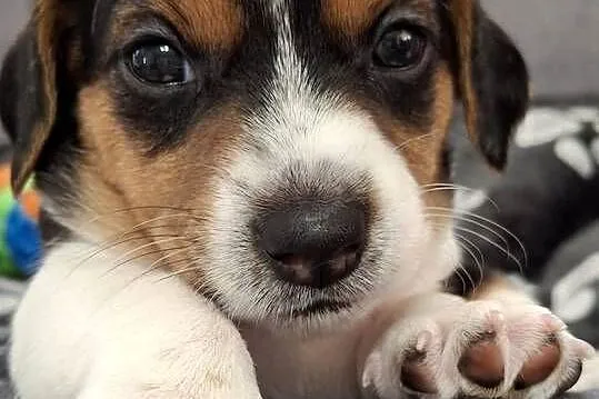 Jack Russell Terrier, Lubelskie, Łuków