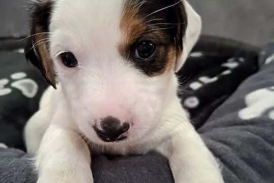 Jack Russell Terrier, Lubelskie, Łuków