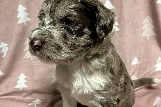 Owczarek / Pudel Aussiedoodle Red Merle